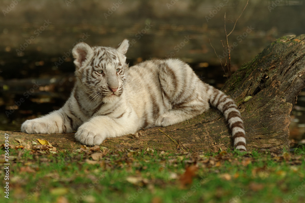 Naklejka premium Tigreau blanc