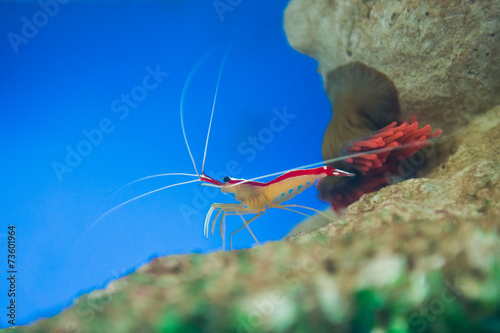 marine shrimp Lysmata amboinensis (Cleaner Shrimp)