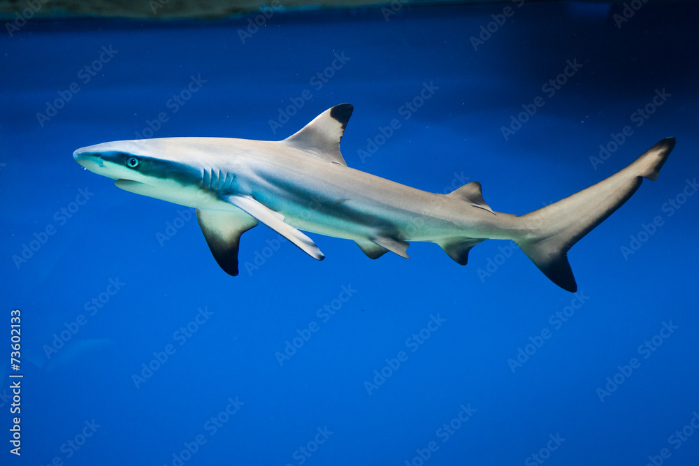 Obraz premium Carcharhinus melanopterus - blacktip reef shark