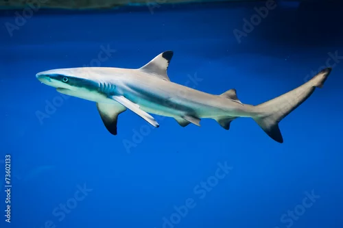 Obraz Carcharhinus melanopterus -  blacktip reef shark