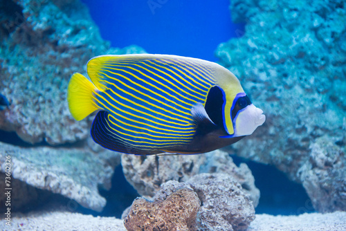 Fototapeta Naklejka Na Ścianę i Meble -  Pomacanthus imperator - emperor angelfish