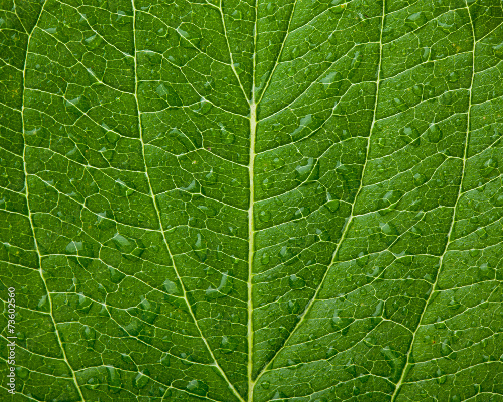 Green leaf Green leaf