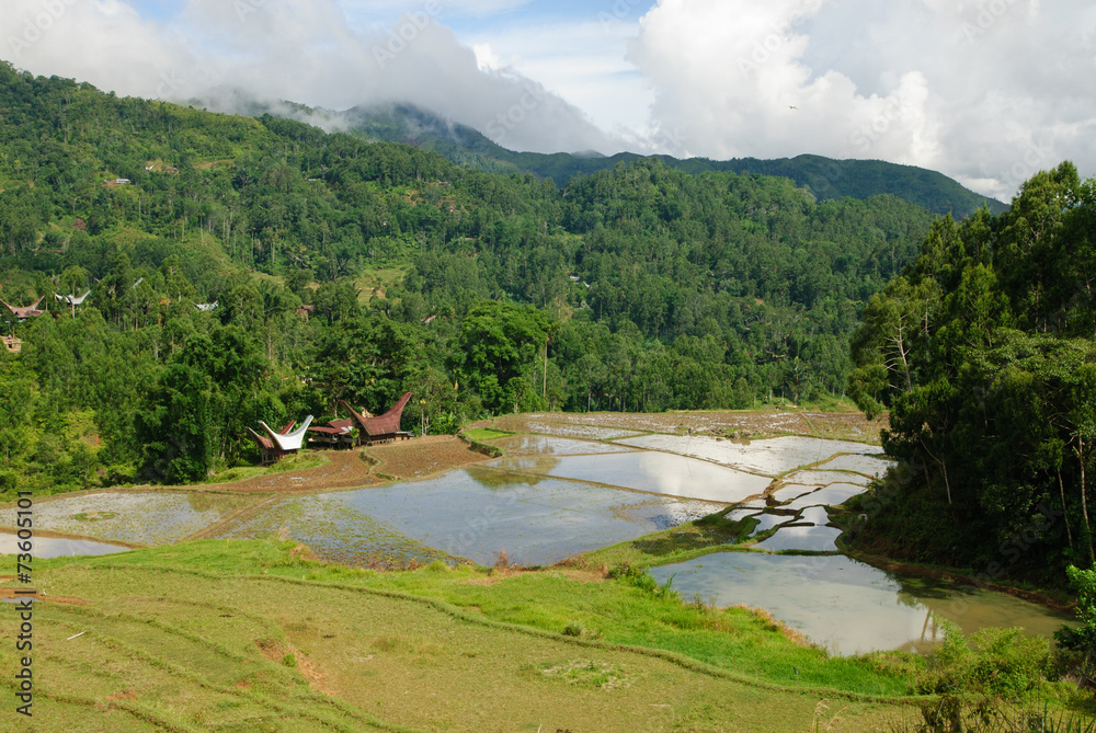 Rice paddies in Tana Toraja