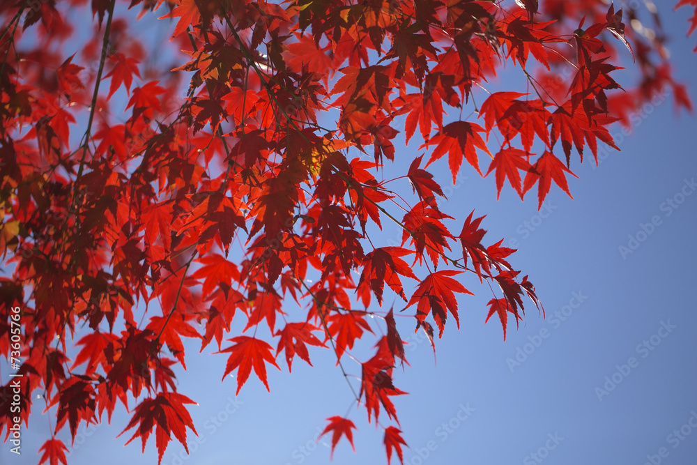 紅葉 紅葉