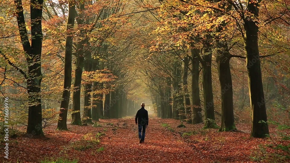 Man walking in a lane of trees on an autumn day.