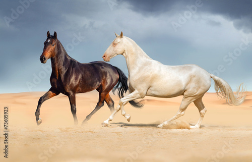 Group of two horse run on desert against beautiful sky