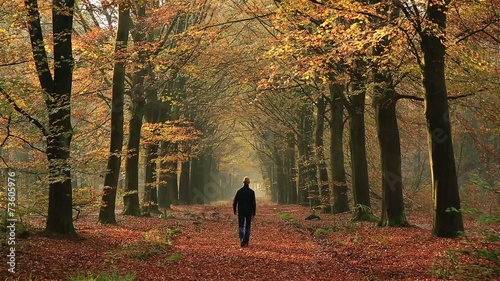 Man walking in a lane of trees on an autumn day. photo