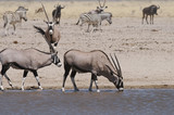 Oryxantilope trinkend am Sonderkop-Wasserloch, Etoscha, Namibia