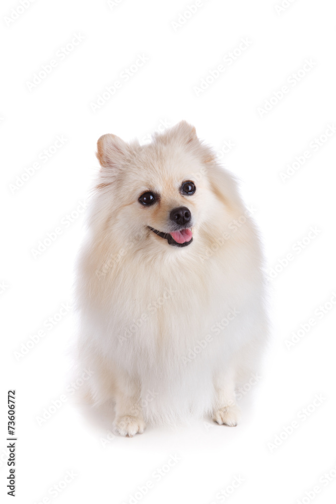 Obraz premium white pomeranian dog