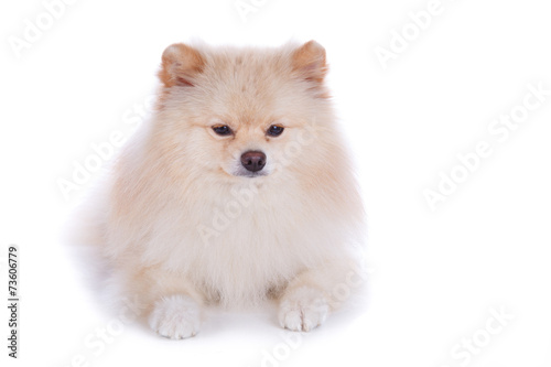 Wallpaper Mural white pomeranian puppy dog Torontodigital.ca
