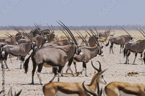 Oryxantilope am Sonderkop-Wasserloch, Etoscha, Namibia, Afrika photo