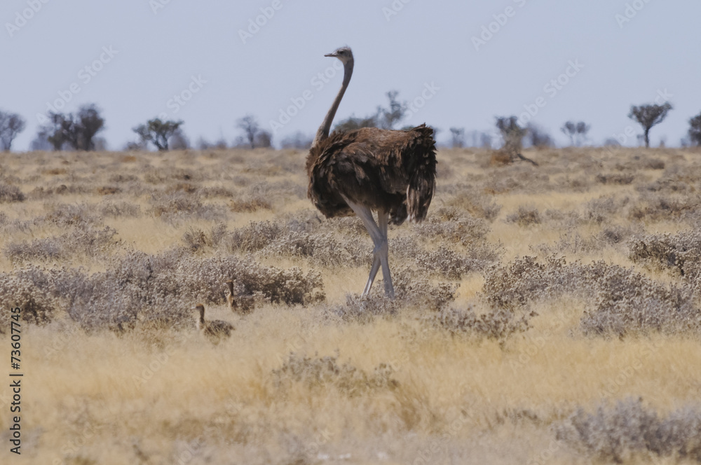 Naklejka premium Strauß am Sonderkop-Wasserloch, Etoscha, Namibia, Afrika