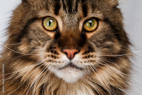 closeup maine coon cat © seregraff