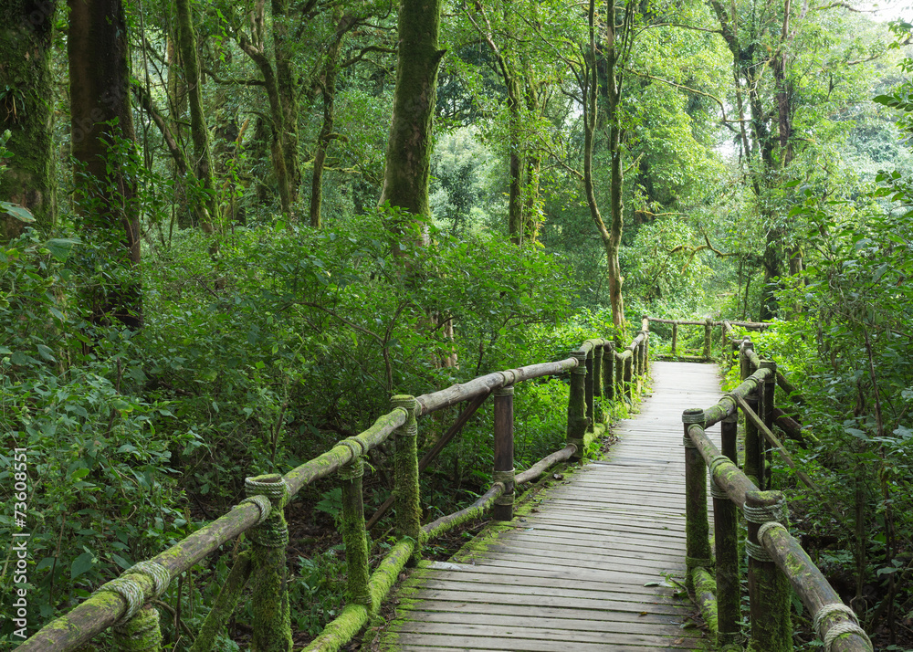Wood of pavement in green jungle Wood of pavement in green jungle