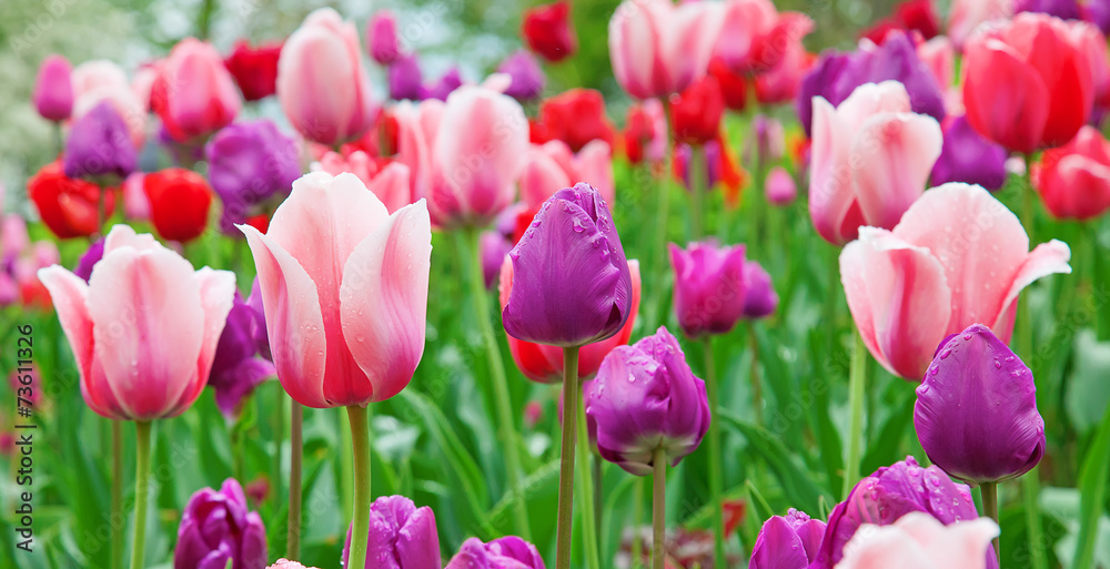 Tulips Tulips