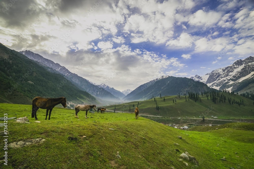 Grazing horse in the mountains