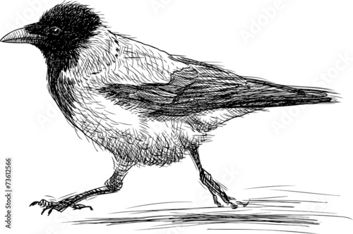 running crow