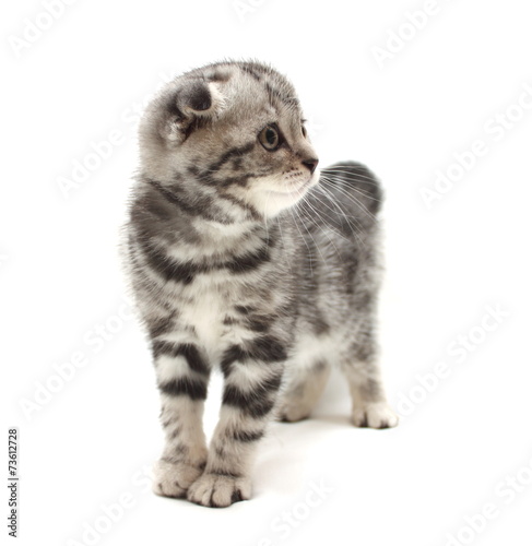 Small gray lop-eared kitten isolated on white background © yarbeer
