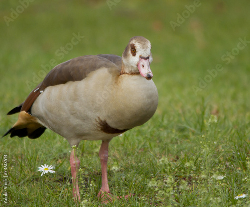 Egyptian Goose photo