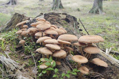 Honey fungus (Armillaria) mushroom