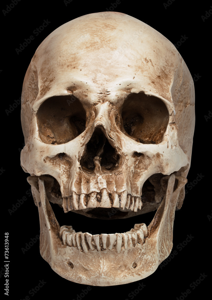 Obraz premium skull-open mouth