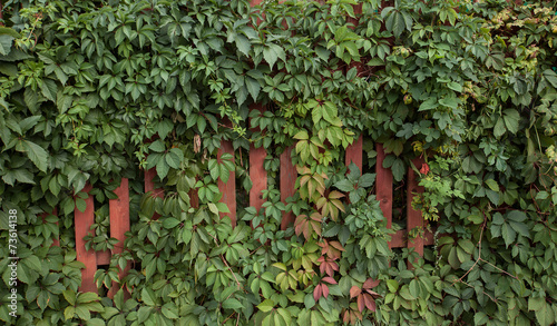 leaves of grapes and wooden fence