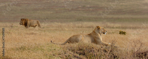 Walking lion and lying lioness