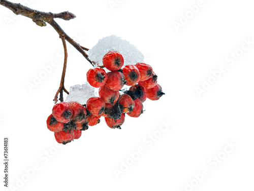 Snow-covered ashberry isolated on white