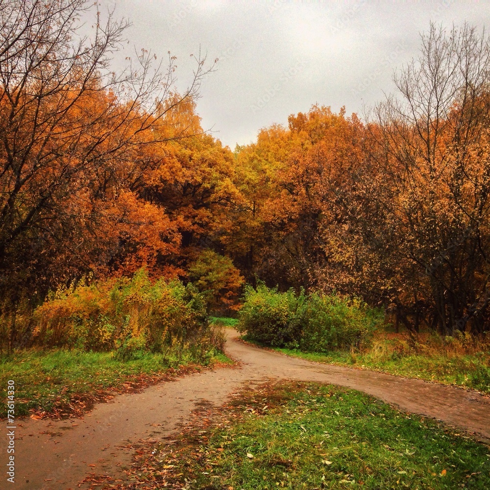 Obraz premium autumn trees in park with path