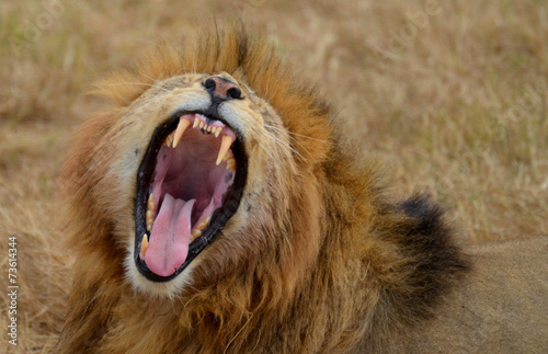 Roaring Lion