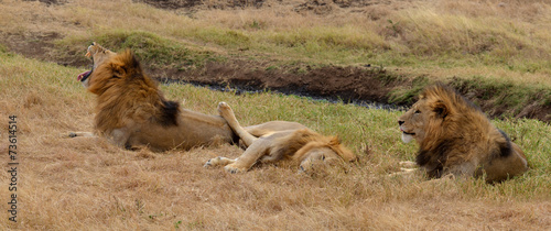 Lions in relax