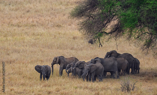 Herd of Elephants