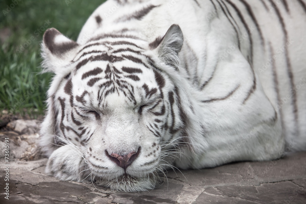 Fototapeta premium white tiger