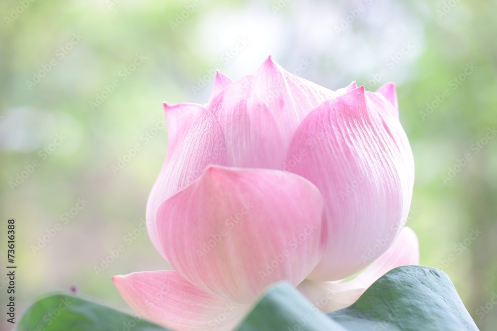 Obraz premium Lotus flower
