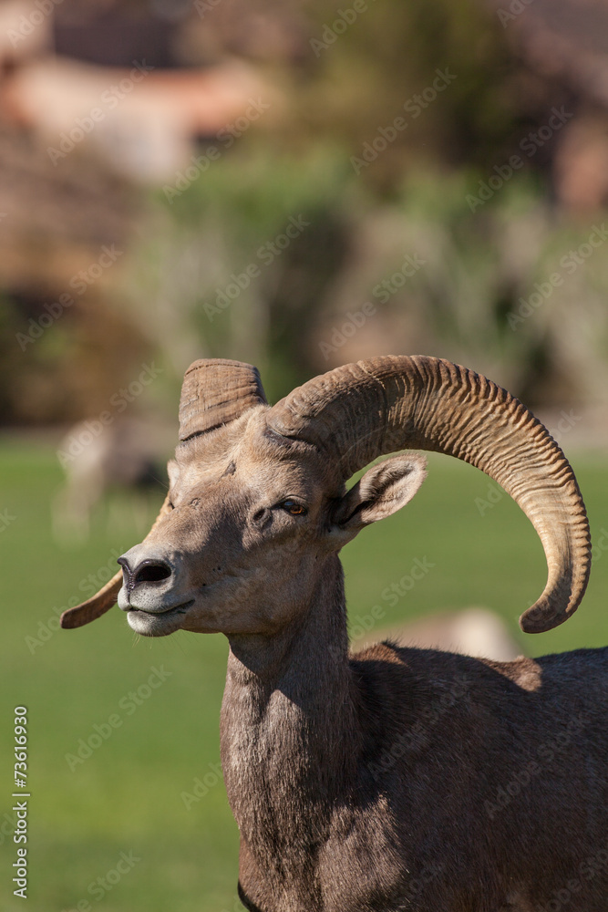 Desert Bighorn Sheep Ram Desert Bighorn Sheep Ram