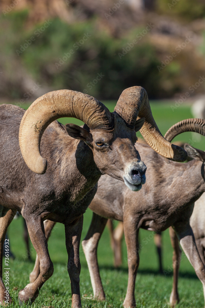 Desert Bighorn Sheep Ram