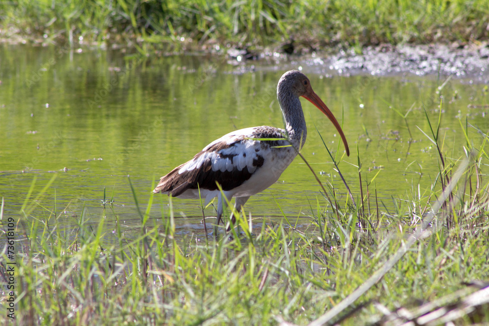 Fototapeta premium Ibis in the lake