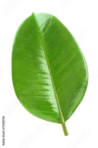 Ficus or rubber plant  isolated on white