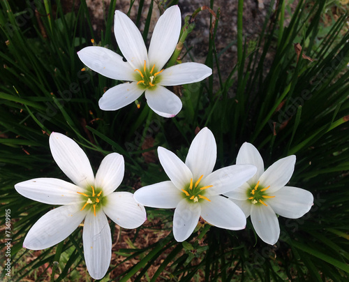 White hosta flowers in the garden