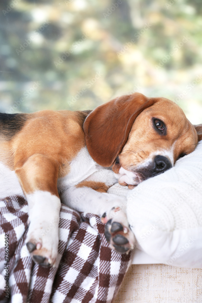 Fototapeta premium Tired beagle dog on pillow, closeup