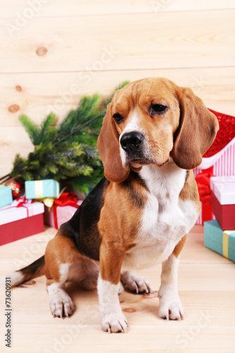 Beagle dog with Christmas gifts on wooden background