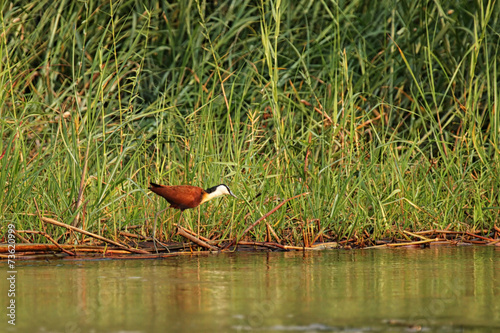 Blaustirn-Blatthühnchen im Okavango Delta photo