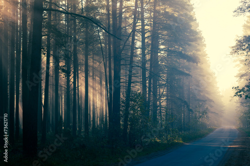 Forest road in the morning