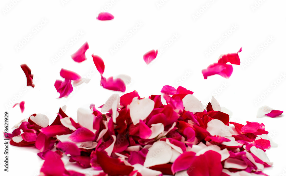 rose petals rose petals