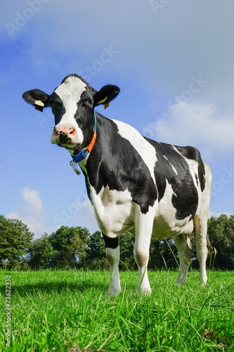 Schwarzbunte Holstein-Friesian Milchkuh auf der Weide
