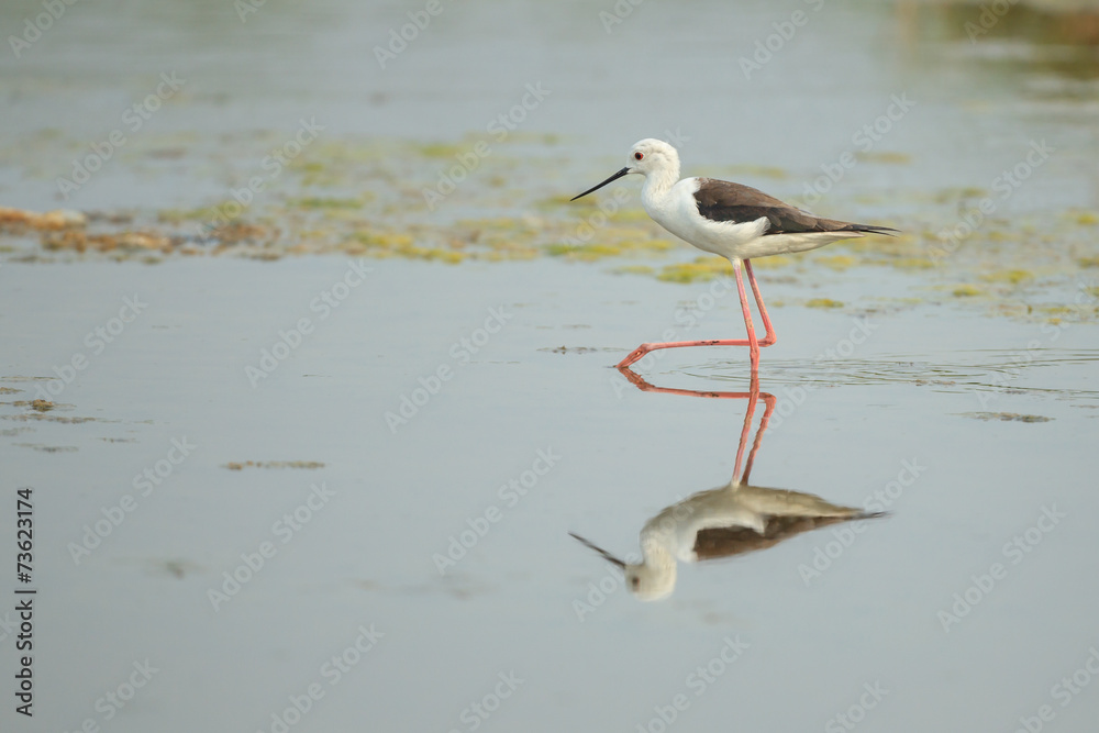 A Black-winged Stilt walking in the pond