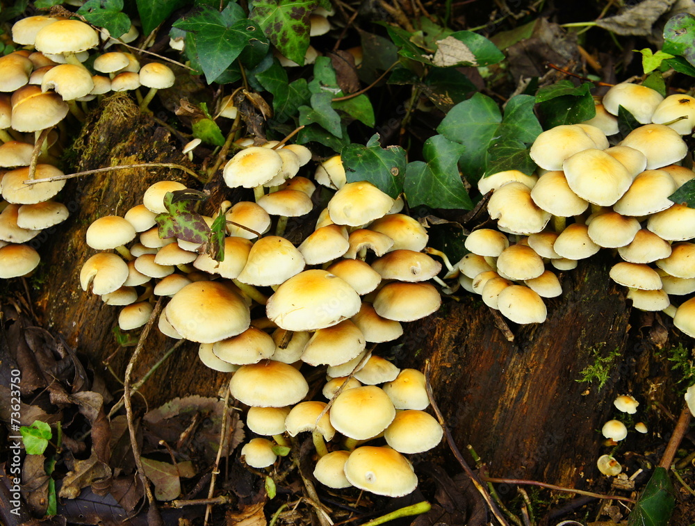 Hypholoma fasciculare Hypholoma fasciculare