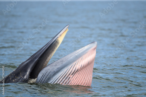 Bryde's whale, Eden's whale eating fish in the Gulf