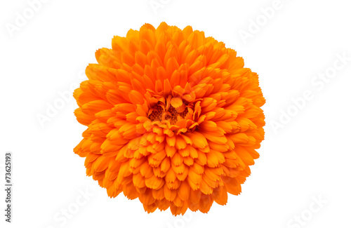 Fototapeta Naklejka Na Ścianę i Meble -  marigold
