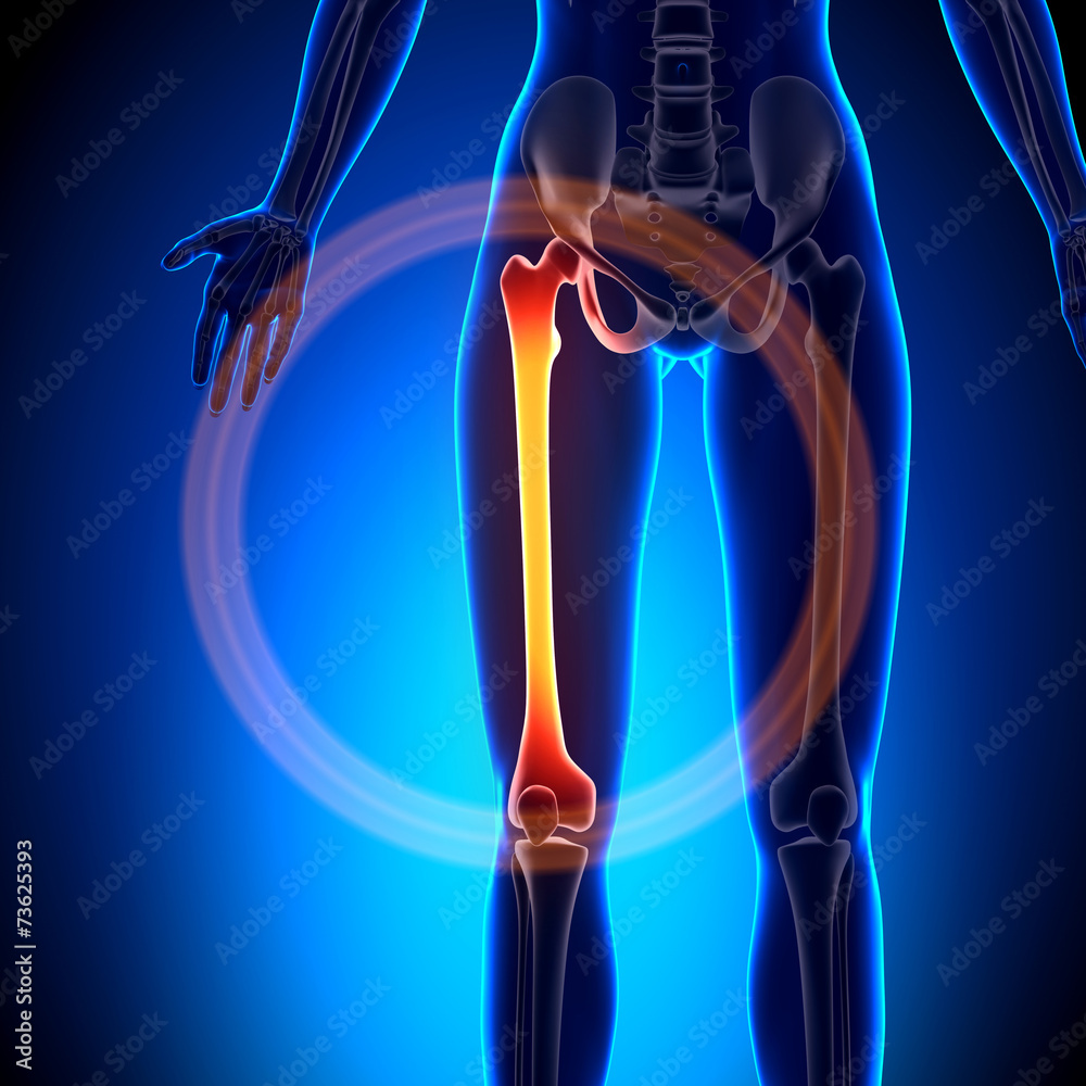 female-femur-anatomy-bones-stock-illustration-adobe-stock